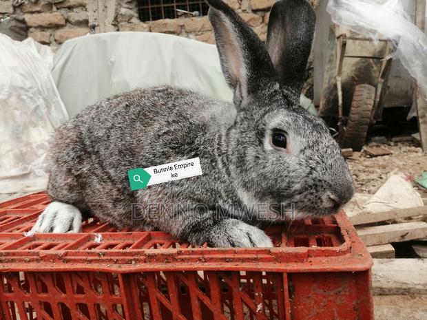 Rabbits /Hybrid - thumbnail 12