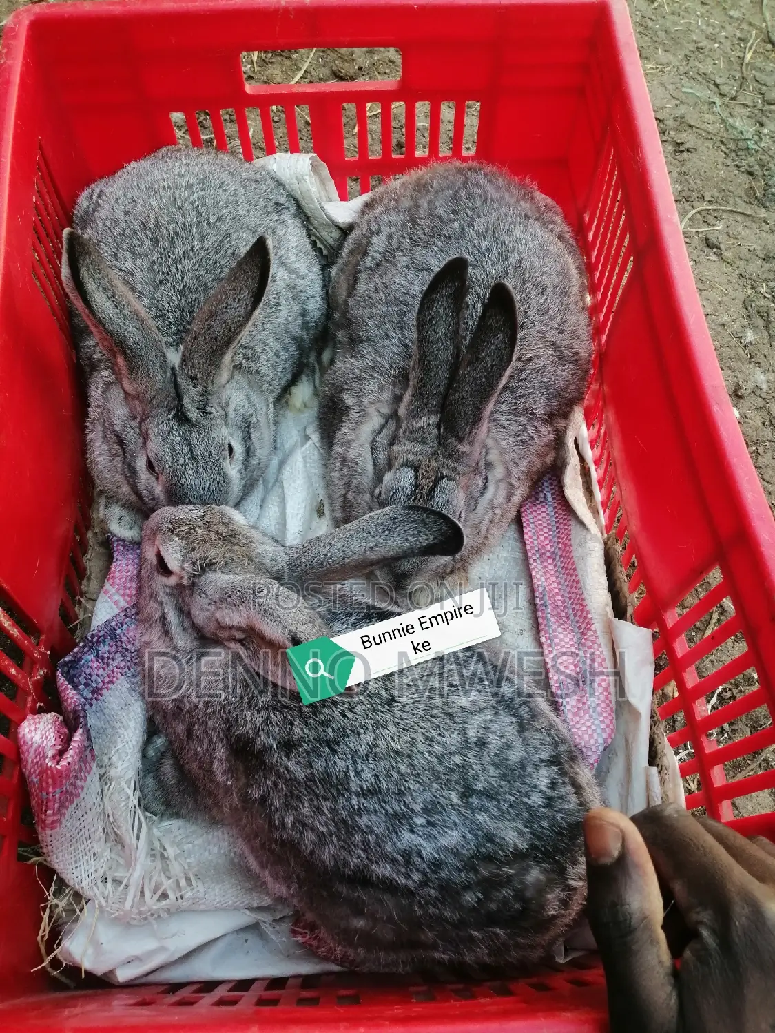 Rabbits /Hybrid