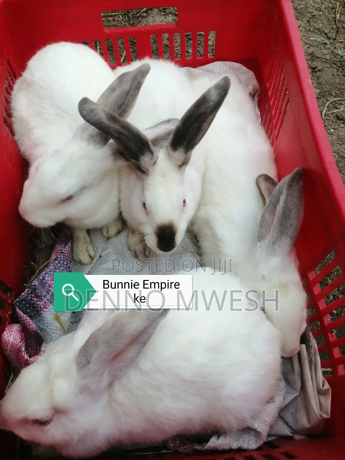Rabbits /Hybrid