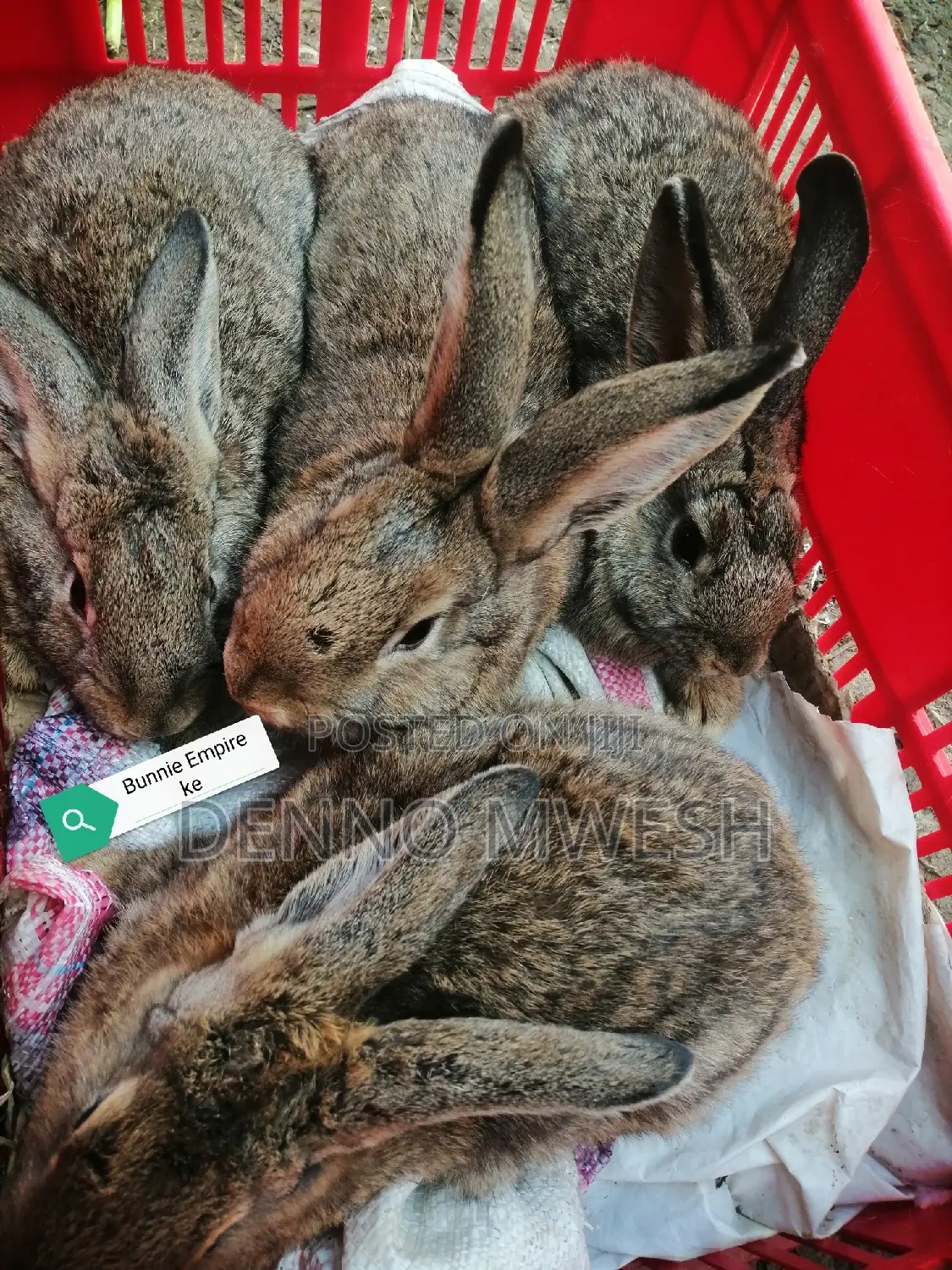 Rabbits /Hybrid