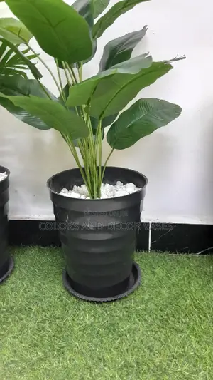 Banana Plant With Plastic Vase and Pebble Stones