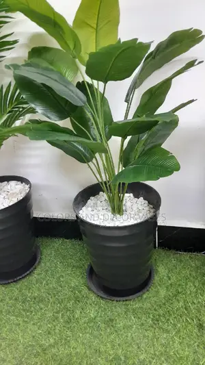 Banana Plant, Plastic Vase or Basket and Pebble Stones