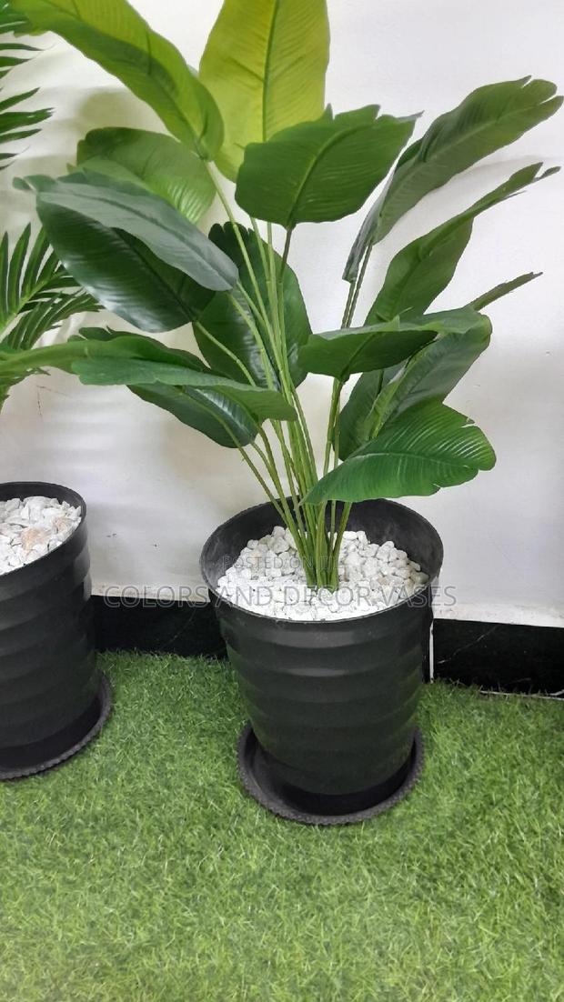 Banana Plant, Plastic Vase or Basket and Pebble Stones