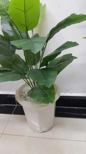 Banana Plant,Plastic Vase and White Stones