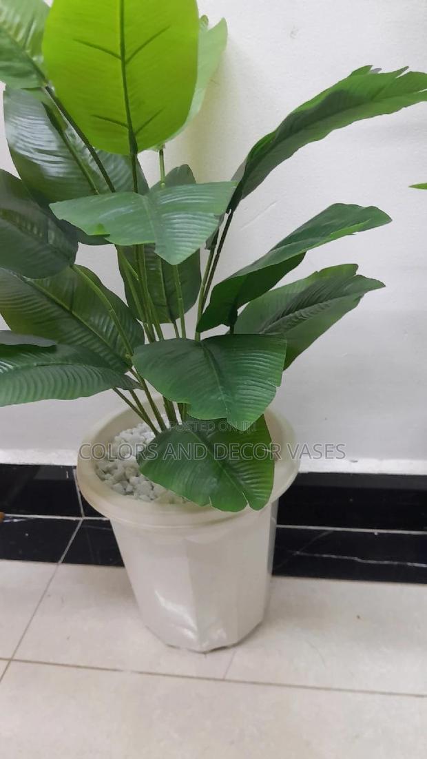 Banana Plant,Plastic Vase and White Stones