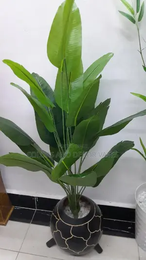 1.2m Long Banana Plant With Calabash