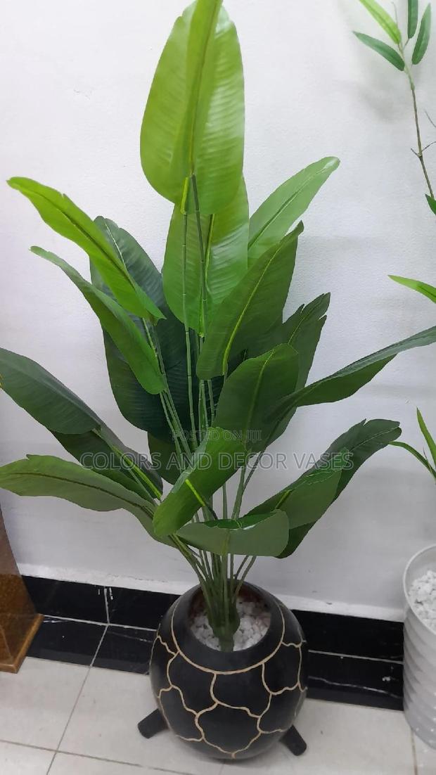 1.2m Long Banana Plant With Calabash