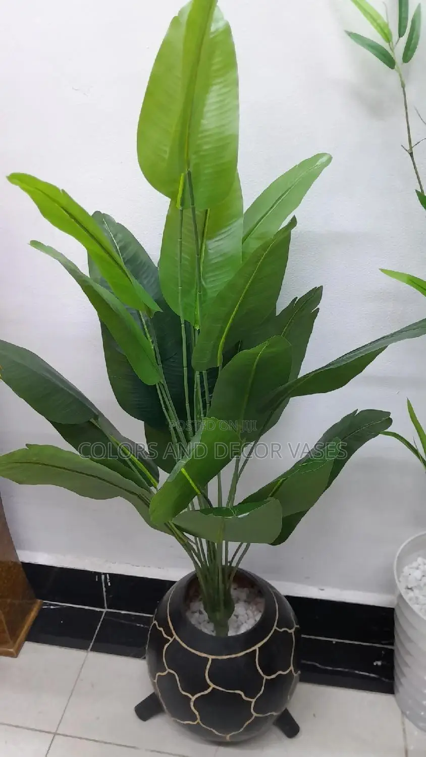 1.2m Long Banana Plant With Calabash