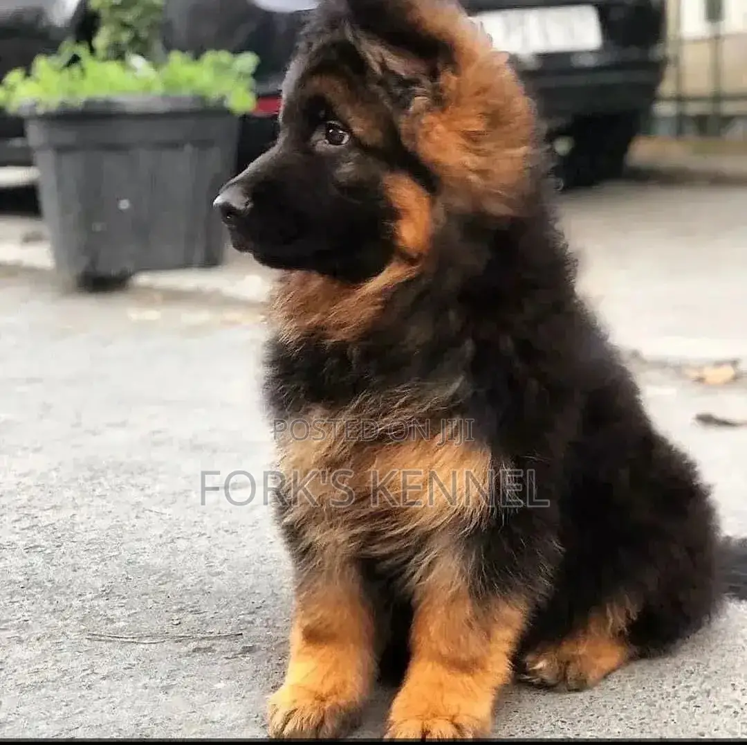 1-3 months Female Purebred German Shepherd