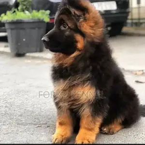 1-3 months Female Purebred German Shepherd