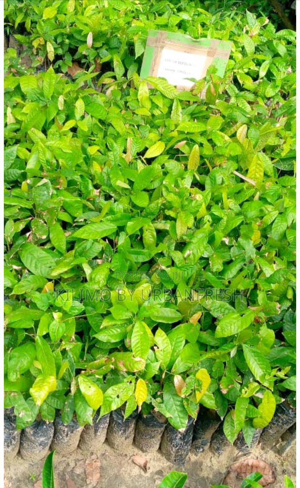 Cocoa Plant Seedlings Moq 5 - thumbnail 3