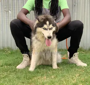 Adult Male Purebred Siberian Husky STUD Service Top Quality