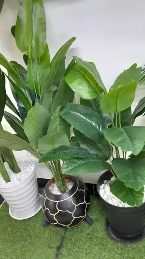 Banana Plants