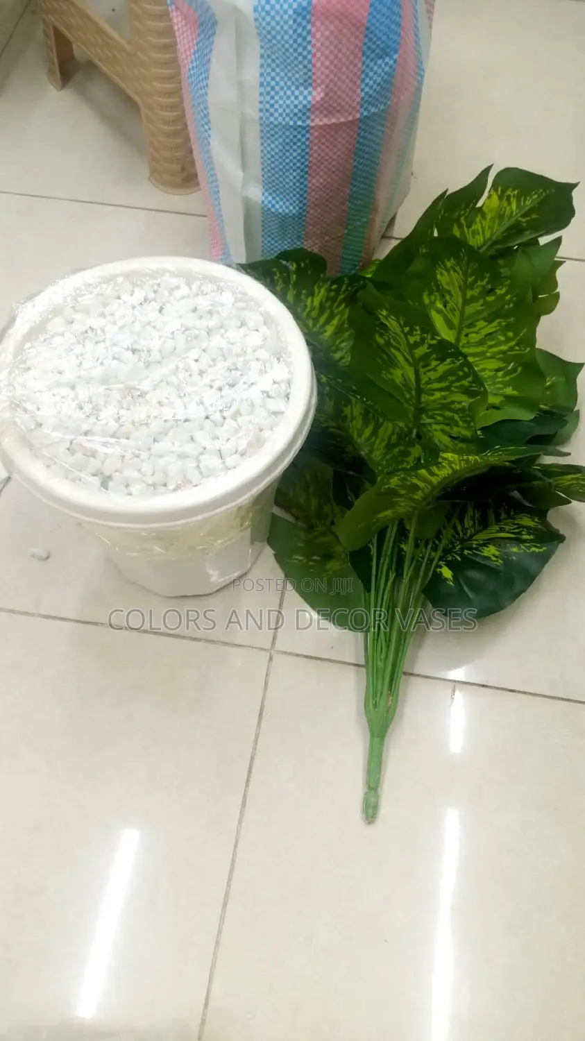Plant, Vase White Stones