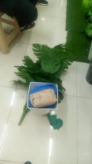 1.2m Monstera Plant, Plastic Vase and Pebble Stones