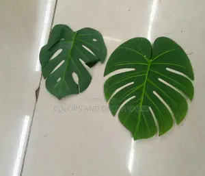 Monstera Leaves
