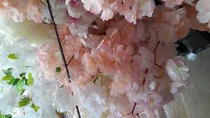 Cherry Blossom Flowers - thumbnail 2