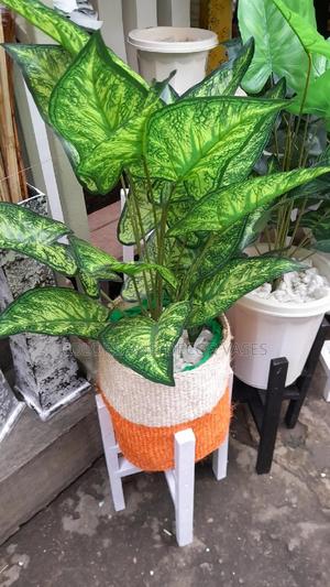 Plant, Sisal Basket With Pebble Stones - thumbnail 2
