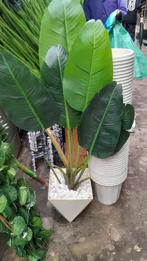 Small Banana Plant With Vase and Pebble Stones