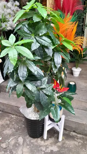 Avacado Plant,Plastic Vase and Pebble Stones