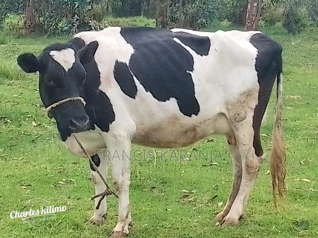 Pedigree Frashian Cow - thumbnail 2