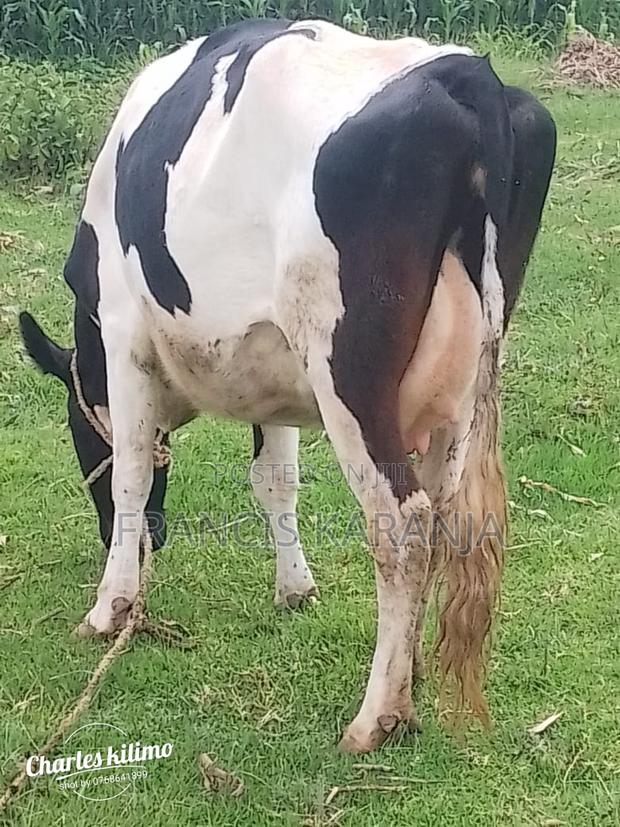 Pedigree Frashian Cow - thumbnail 3