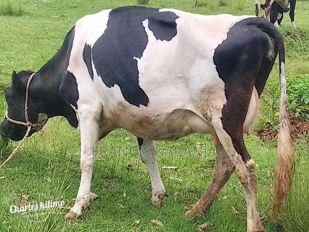 Pedigree Frashian Cow - thumbnail 4
