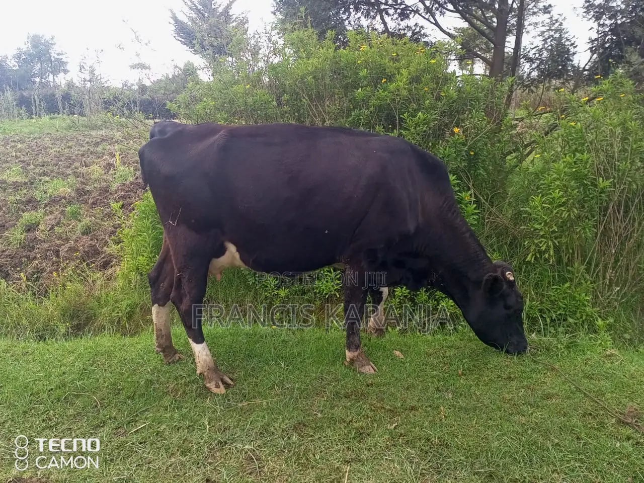 Special Frashian Dairy Cow