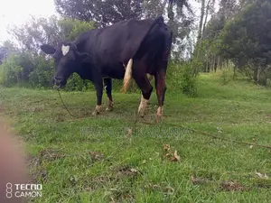 Special Frashian Dairy Cow