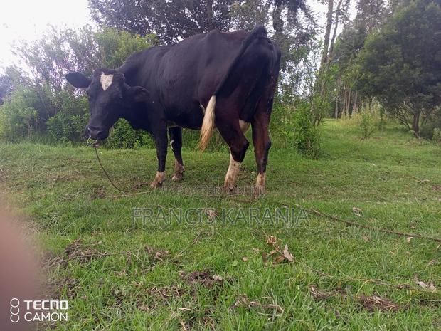 Special Frashian Dairy Cow - thumbnail 2