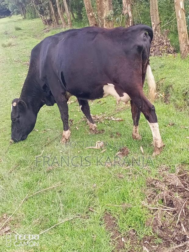 Special Frashian Dairy Cow - thumbnail 3