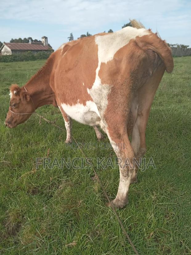 Powerful ASHA Dairy Cow