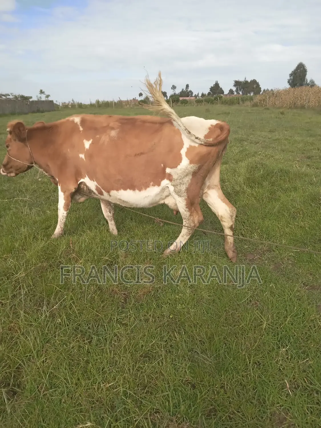 Powerful ASHA Dairy Cow