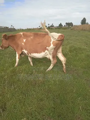 Powerful ASHA Dairy Cow