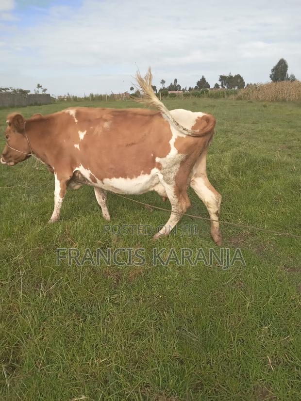 Powerful ASHA Dairy Cow - thumbnail 2