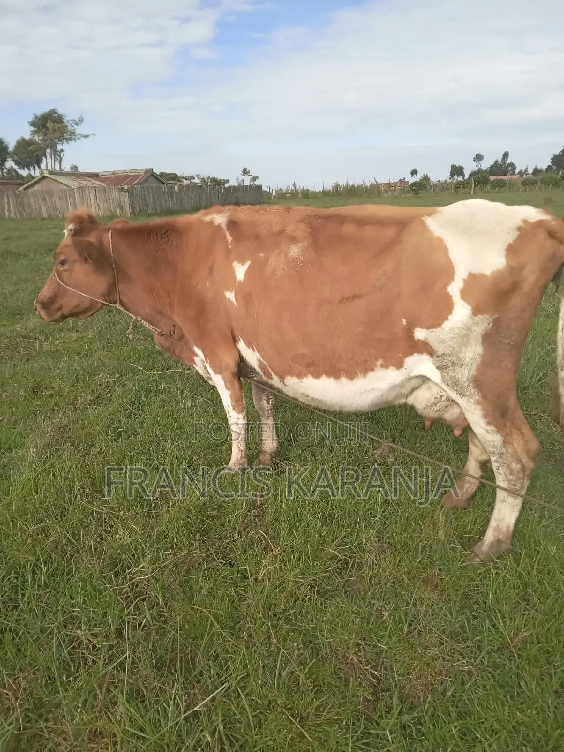 Powerful ASHA Dairy Cow