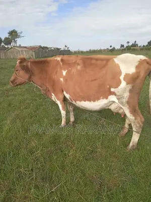 Powerful ASHA Dairy Cow