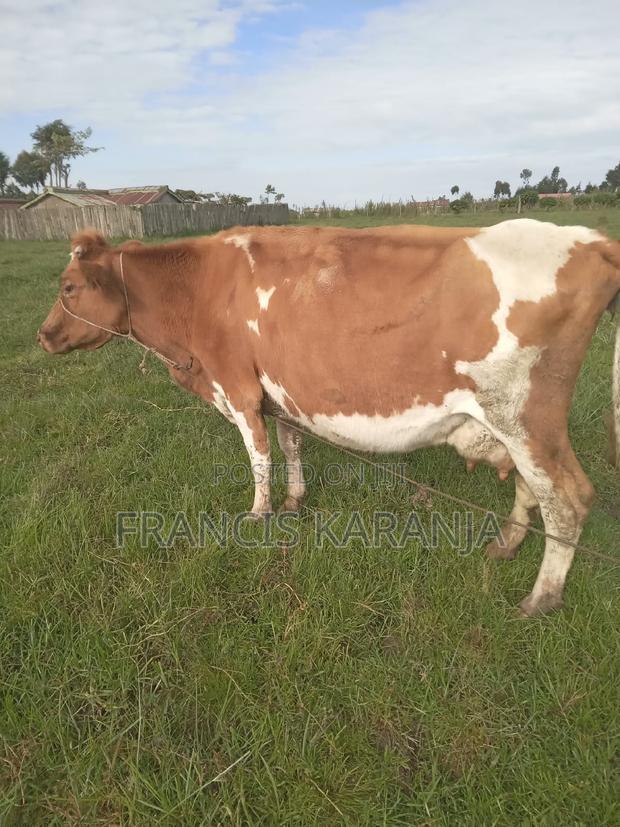 Powerful ASHA Dairy Cow - thumbnail 3