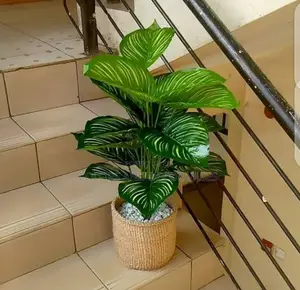 Plant, Kiondo or Basket With Pebble Stones
