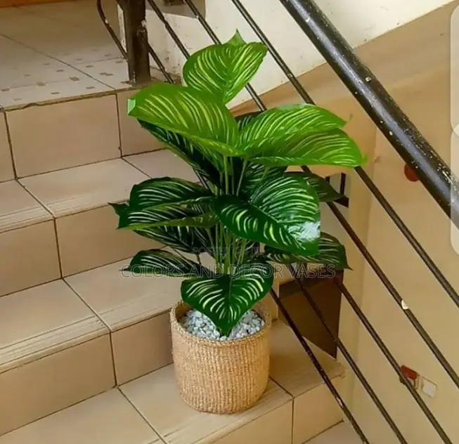 Plant, Kiondo or Basket With Pebble Stones