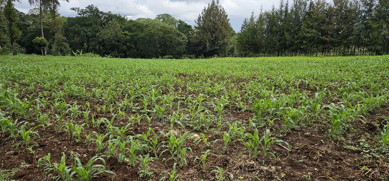 Prime 5 Acres Land for Sale in Kapseret Eldoret