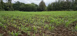 Prime 5 Acres Land for Sale in Kapseret Eldoret