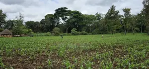 Prime 5 Acres Land for Sale in Kapseret Eldoret