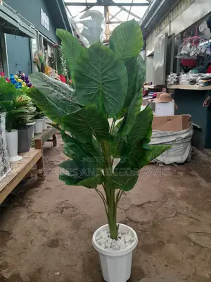 1.3 Flowered Plant Available