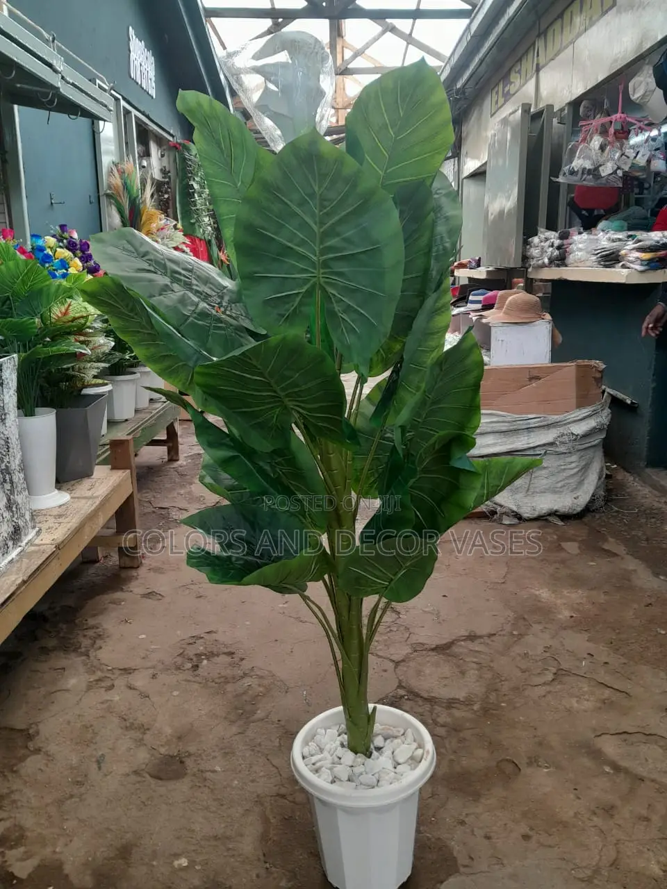 1.3 Flowered Plant Available