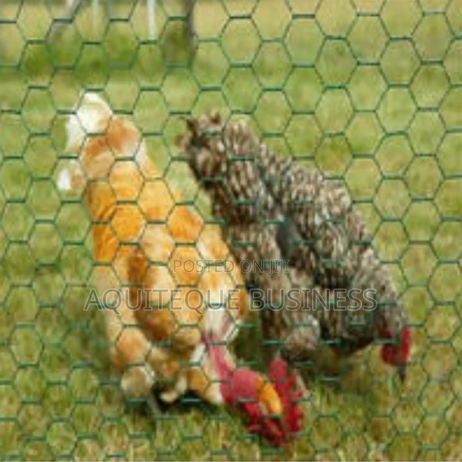 Chicken Wire 1" 3ft