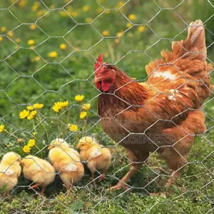 Chicken Wire 3/4* 6ft