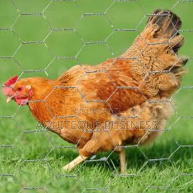 Chicken Wire Durable - main view