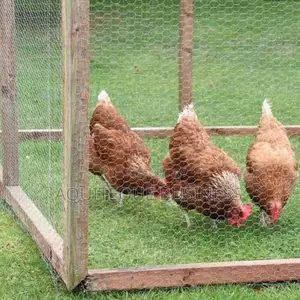 Chicken Wire Mesh