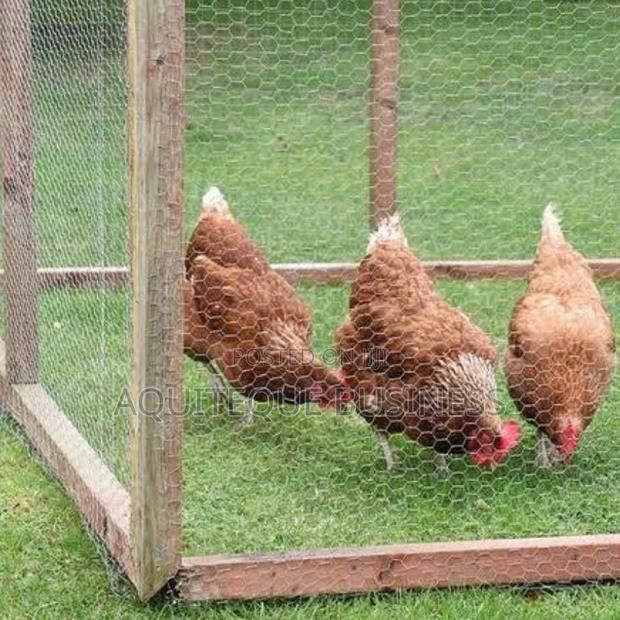 Chicken Wire Mesh
